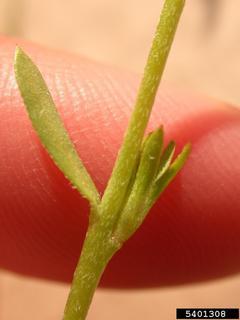 Plagiobothrys stipitatus