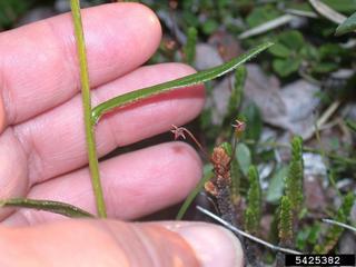 Saussurea angustifolia