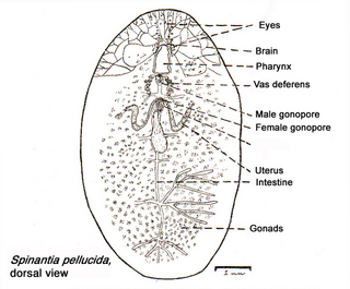 Spinantia pellucida, diagrammatic representation