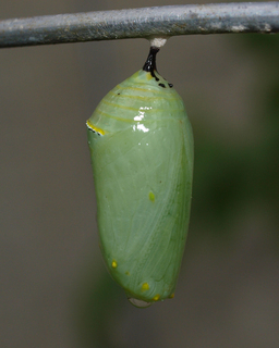 Danaus plexippus, Monarch, pupa