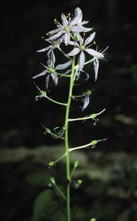 Camassia scilloides, flower
