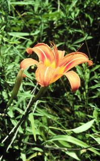 Hemerocallis fulva, flower