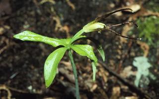 Isotria verticillata, flower and leaf