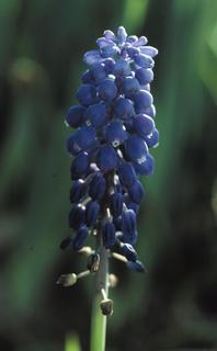 Muscari botryoides, flower