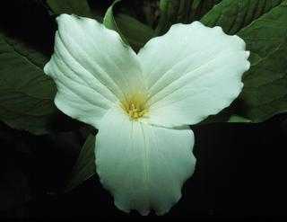 Trillium grandiflorum, flower