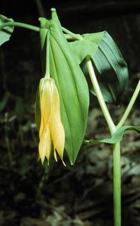 Uvularia grandiflora, flower