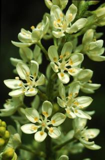 Veratrum virginicum, flower