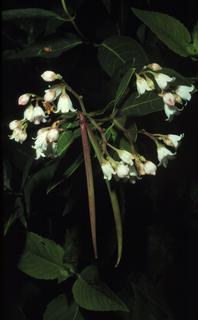 Apocynum androsaemifolium, leaf and flower and fruit