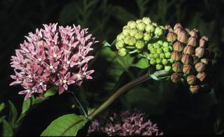 Asclepias purpurascens, flower and buds