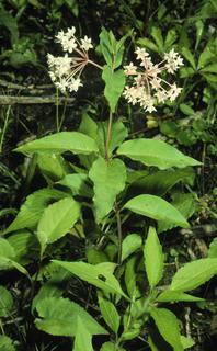 Asclepias quadrifolia, plant and flower