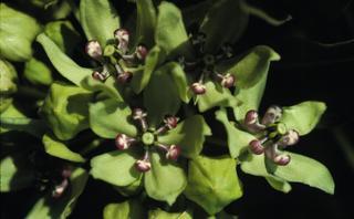 Asclepias viridis, flower