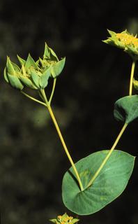 Bupleurum rotundifolium, leaf and flower