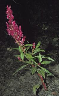 Celosia argentea, plant