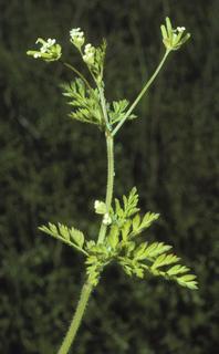 Chaerophyllum procumbens, leaf and flower