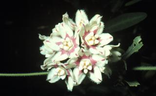 Funastrum cynanchoides, flower