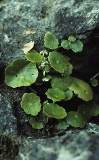 Hydrocotyle umbellata, plant