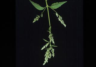 Iresine rhizomatosa, leaf and flower