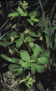 Taenidia integerrima, plant