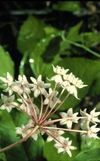 Asclepias quadrifolia, flower