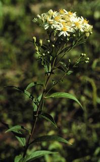 Doellingeria umbellata, plant and flower