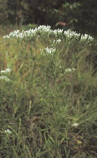 Eupatorium hyssopifolium, plant