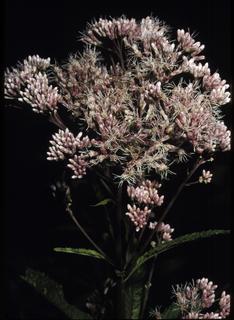 Eupatorium maculatum, flower
