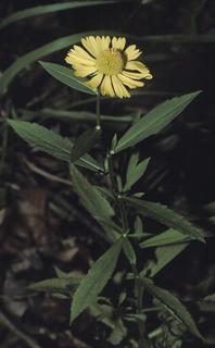 Helenium autumnale, leaf and flower