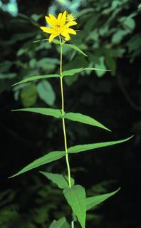 Helianthus divaricatus, leaf and flower