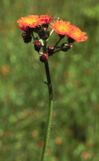 Hieracium aurantiacum, flower