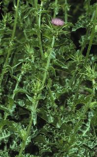 Silybum marianum, plant