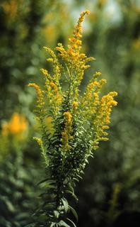 Solidago altissima, flower