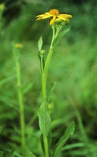 Verbesina helianthoides, leaf and flower