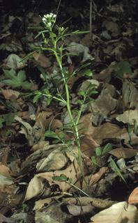 Cardamine pensylvanica, plant