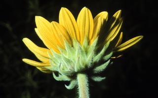 Helianthus mollis, flower