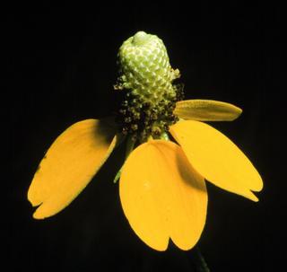 Ratibida columnifera, flower