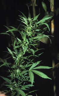 Cannabis sativa, F leaf flower