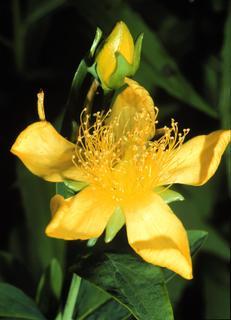 Hypericum ascyron, flower and bud