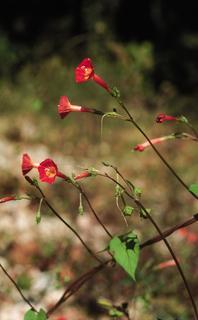 Ipomoea coccinea, plant and flower