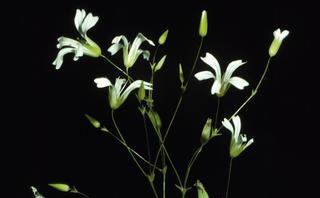 Minuartia patula, flower