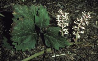 Pachysandra procumbens, plant
