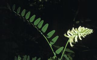 Astragalus canadensis, leaf and flower