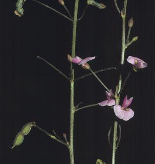 Desmodium marilandicum, flower and fruit