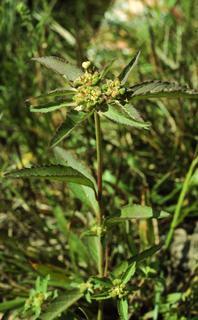 Euphorbia dentata, leaf and flower
