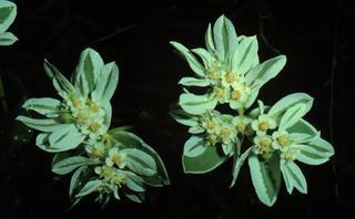Euphorbia marginata, leaf and flower