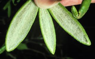 Ledum groenlandicum, leaf