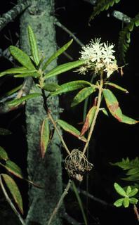 Ledum groenlandicum, leaf and flower