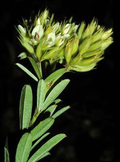 Lespedeza capitata, leaf and flower