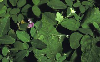 Lespedeza repens, leaf and flower