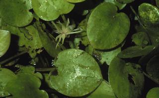 Limnobium spongia, female, leaf and flower