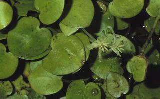 Limnobium spongia, male, leaf and flower